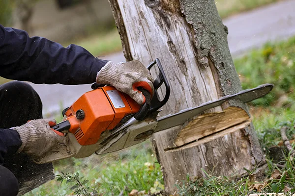 Tree Service Near Utility Lines: Safety & Compliance for Florida Homeowners